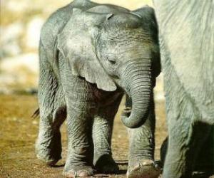 пазл Слоненок со своей матерью
